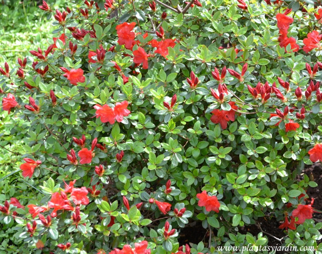 Rhododendron "Brazier" florecida a comienzos de la primavera.