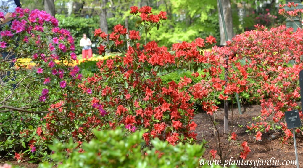 Rhododendron "Orange Beauty".