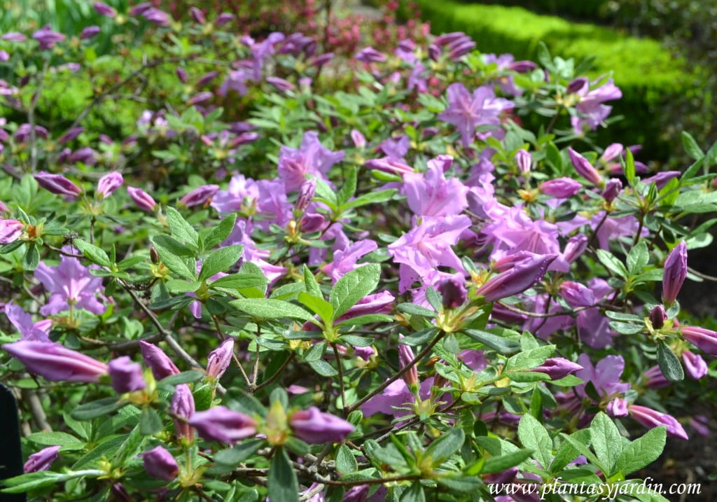 Rhododendron Yedoense var. Poukhanense, detalle de flor & hojas.