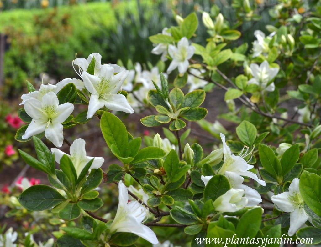 Rhododendron x obtusum, detalle flor & hoja.