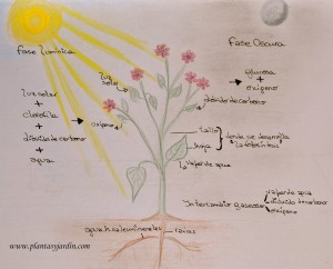 La Fotosíntesis en las plantas