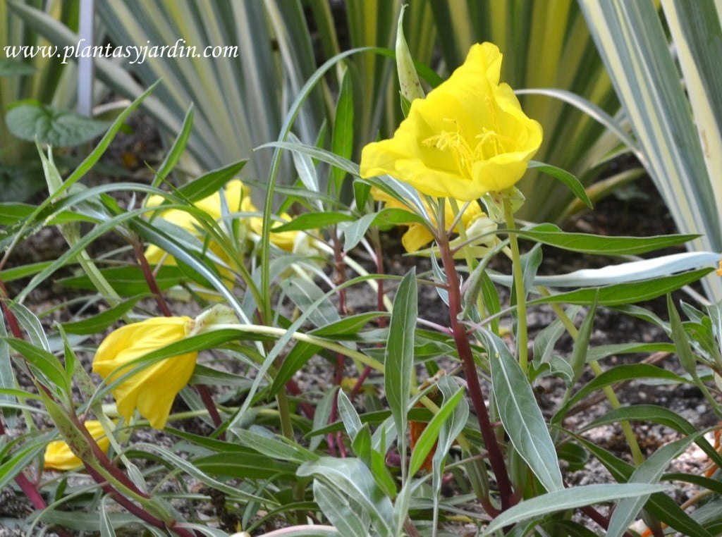 Oenothera missouriensis, nativa de Estados Unidos.