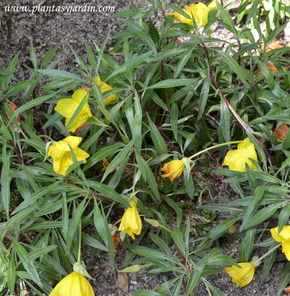 Oenothera missouriensis Oenothera macrocarpa.