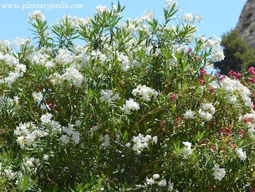 Nerium Oleander Adelfa Laurel De Jard n O Laurel De Flor