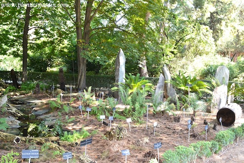Colección de Helechos & Cycas en el Real Jardín Botánico