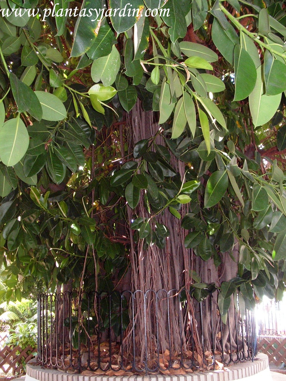 Ficus Informacion Sobre La Planta Propiedades Y Cultivo Ficus Informacion Sobre La Planta Propiedades Y Cultivo