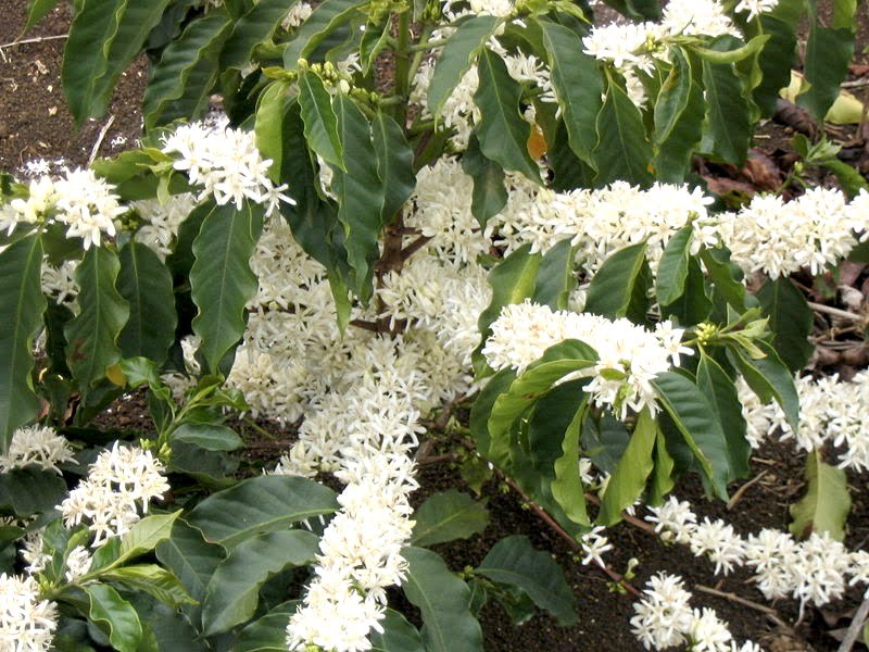 Coffea arabica, flores. Foto Wikipedia | Plantas y Jardín