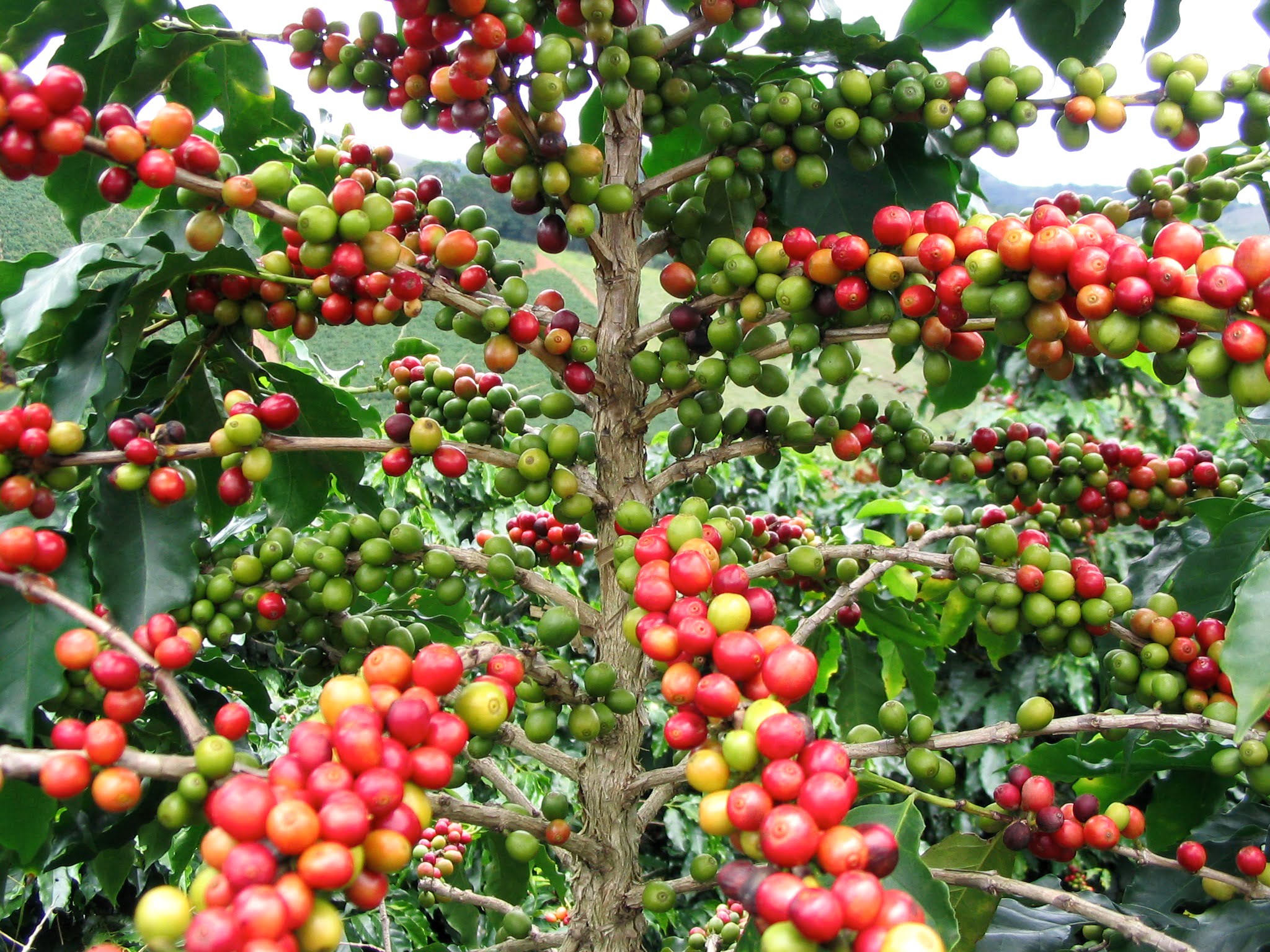 La planta del Café, Coffea arabica- Cafeto. | Plantas y Jardín