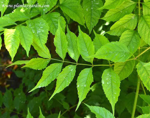 Campsis grandiflora detalle de hojas