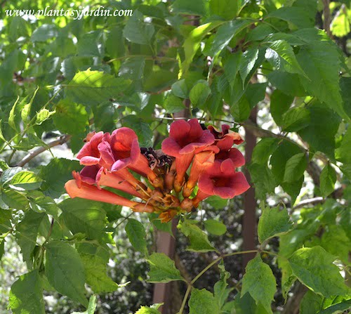 Campsis radicans, flor y follaje
