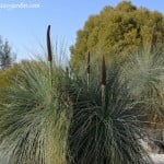 Xanthorrhoea glauca Morenita florecida a finales del invierno