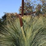 Xanthorrhoea glauca detalle de follaje e inflorescencia copia