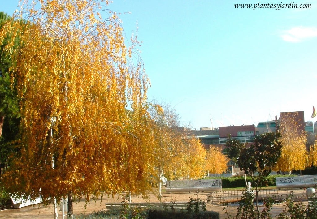 Betula pendula, Abedules en otoño