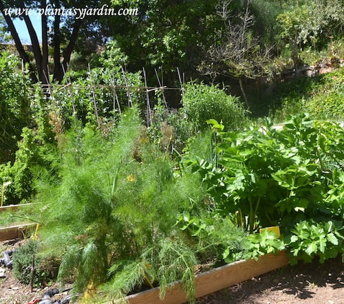 Hinojo florentino o de Florencia