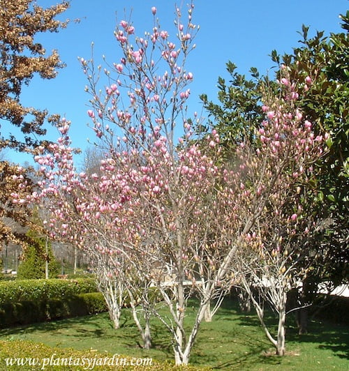 Magnolias lilifloras cultivadas en grupos