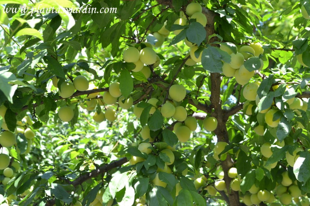 Prunus domestica "Golden Japan" Rosaceas