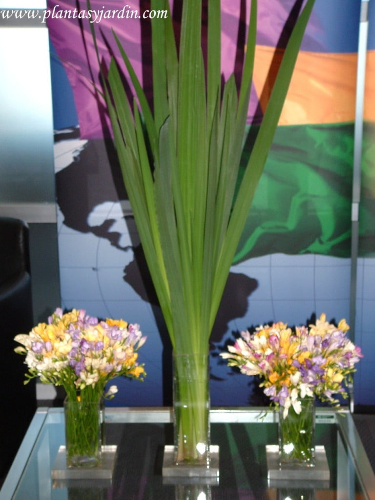 Fresias en bouquet floral con follaje de Iris