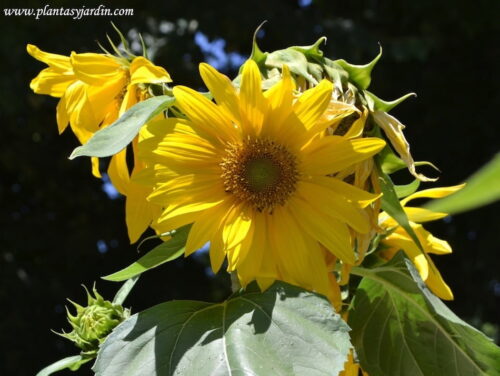 Girasol Helianthus annus en verano