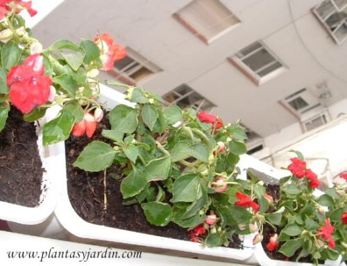 Impatiens walleriana Alegria del hogar