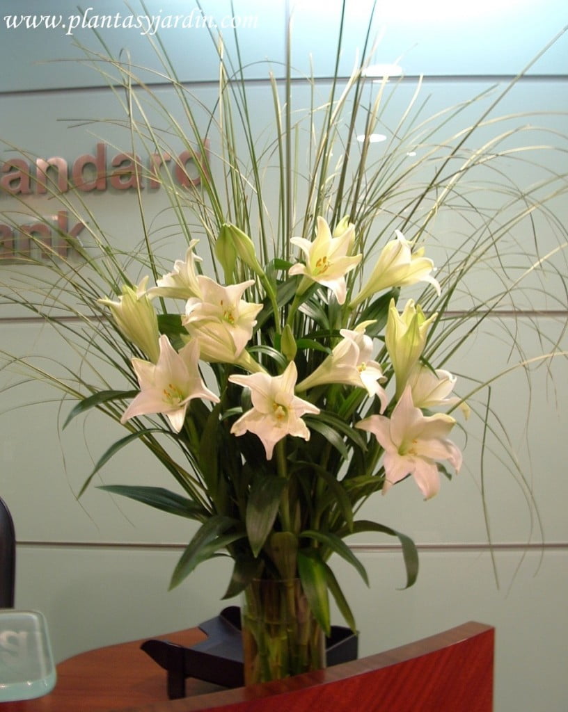 Lilium candidum con follaje de Cortadera en bouquet floral perfumado