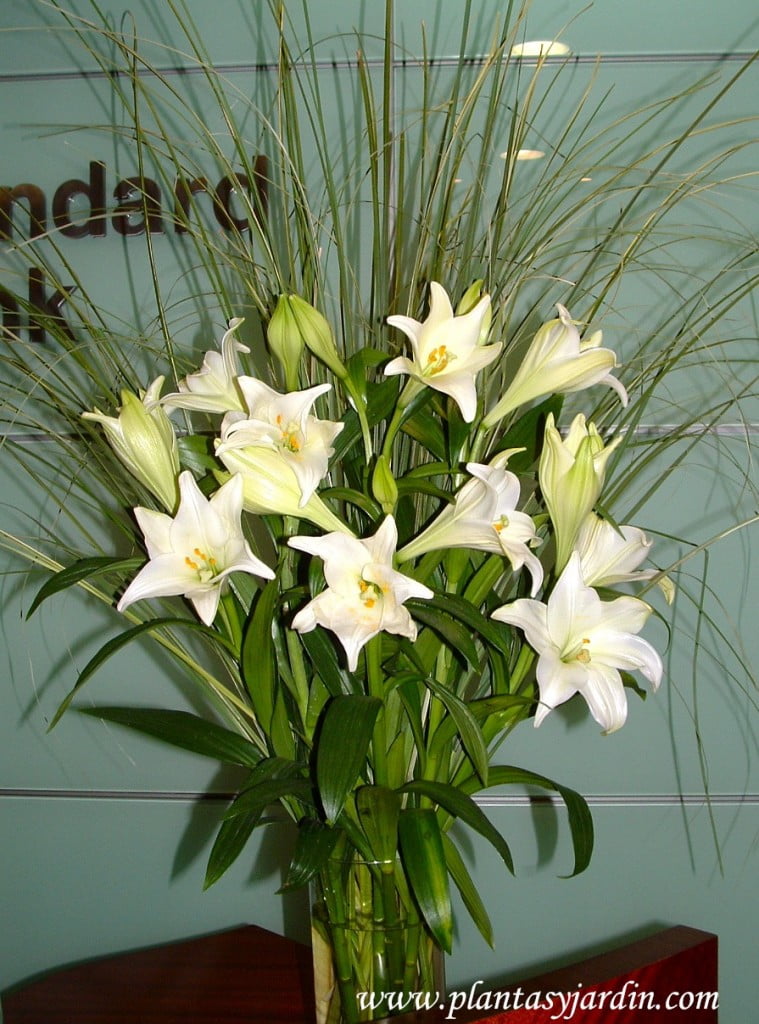 Lilium candidum perfumados en bouquet floral con Cortaderas