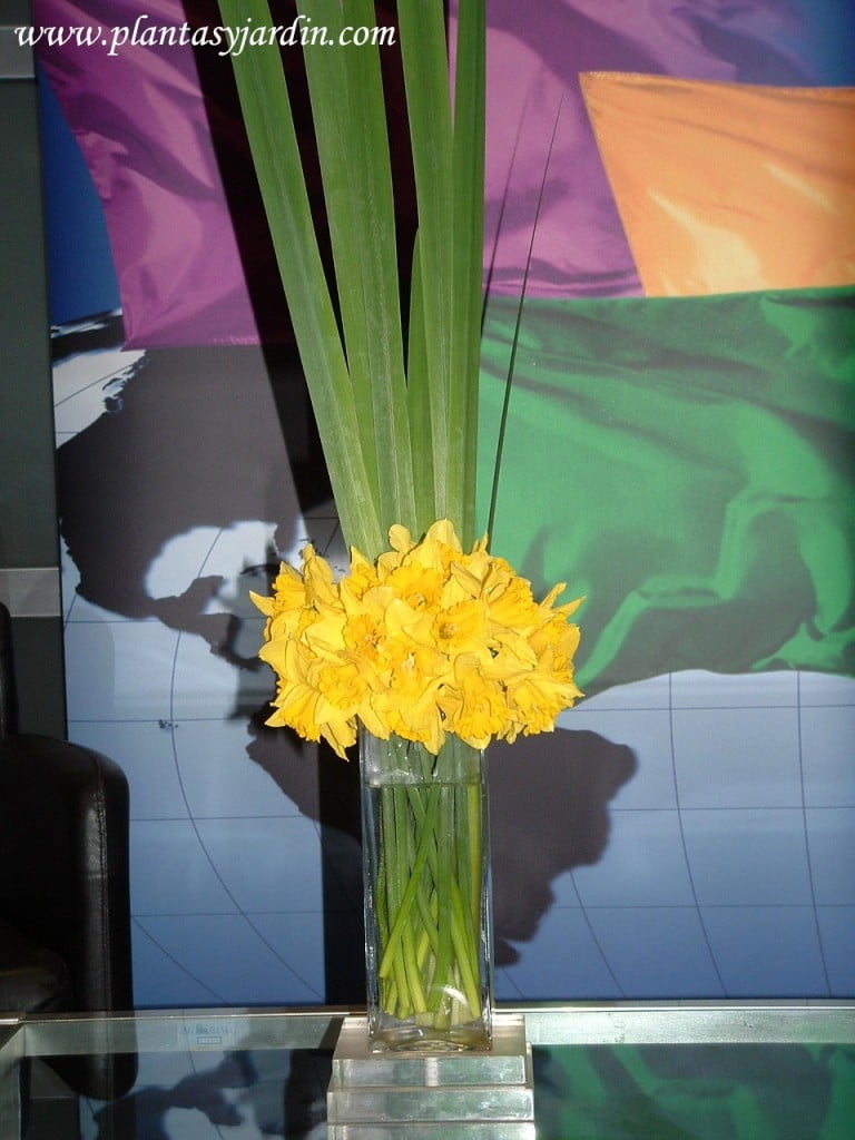 Narcisos bouquet con follaje de Iris en base de acrilico