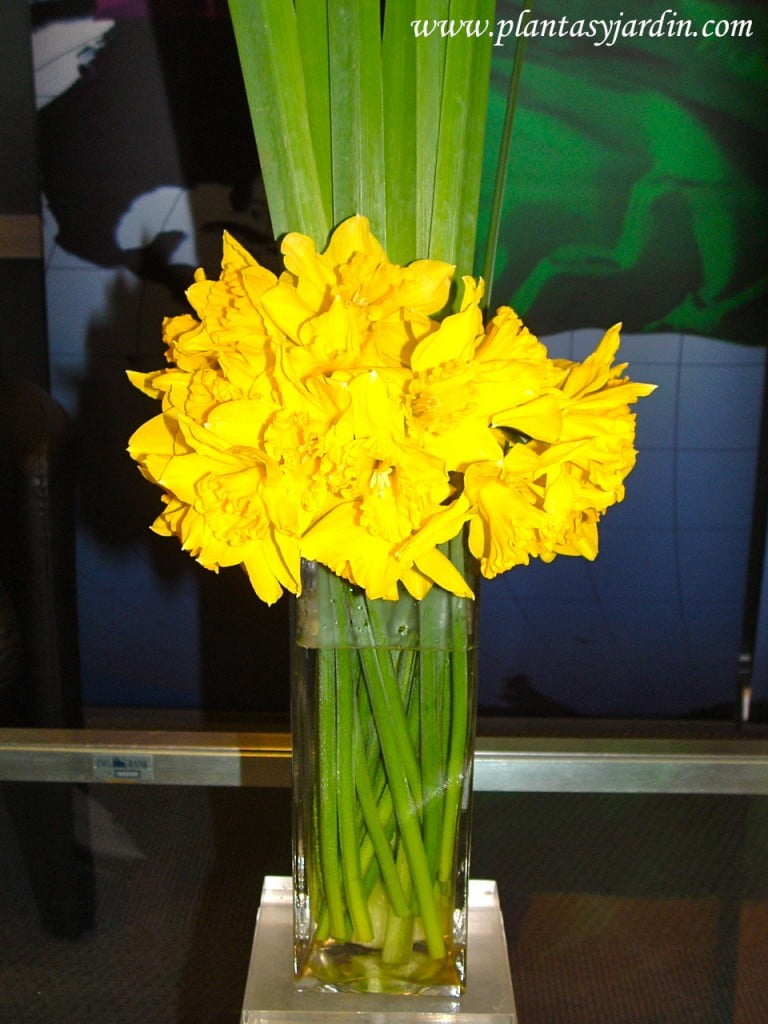 Narcissus con follaje de Iris en bouquet floral