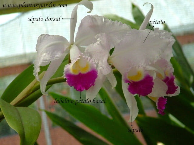 Orquídeas - Cattleyas, necesidades de cultivo