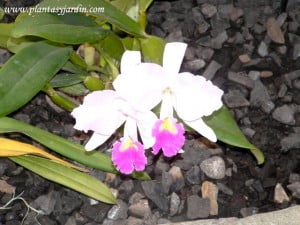 Orquídea - Cattleya trianae, la flor nacional de Colombia