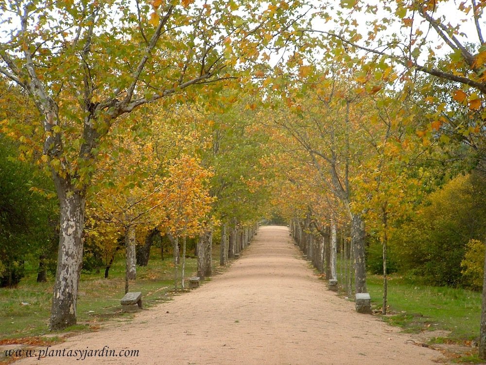 Platanos en el Jardin del Principe, Aranjuez-Madrid