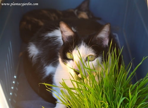 Osiris junto a su hierba para gatos