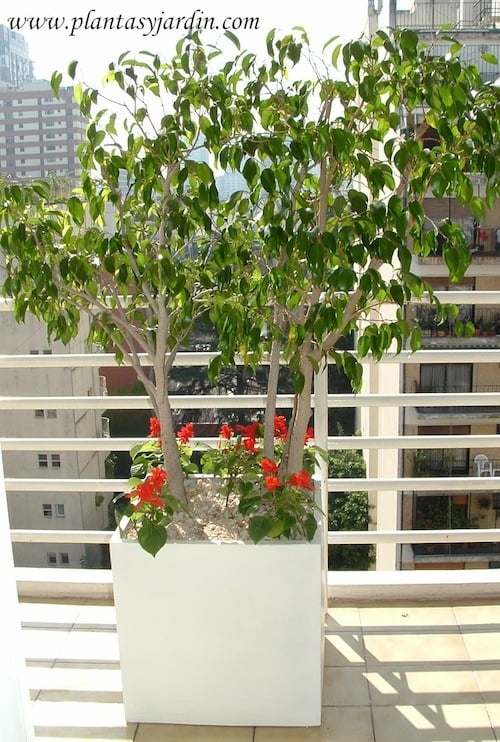 Ficus benjamina con Salvia splendens | Plantas y Jardín