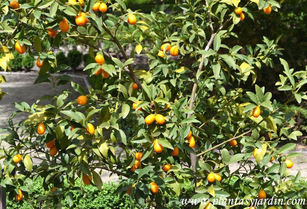 Fortunella margarita Naranjo Conquat, detalle de los kinotos