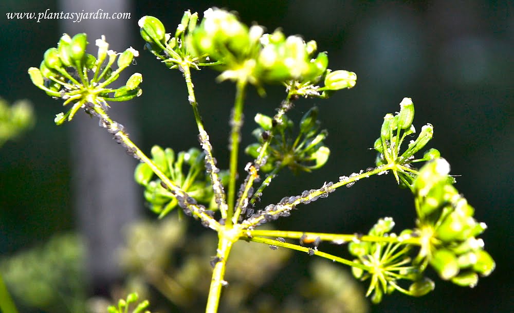 Pulgones negros en el tallo floral del Perejil Petroselinum crispum