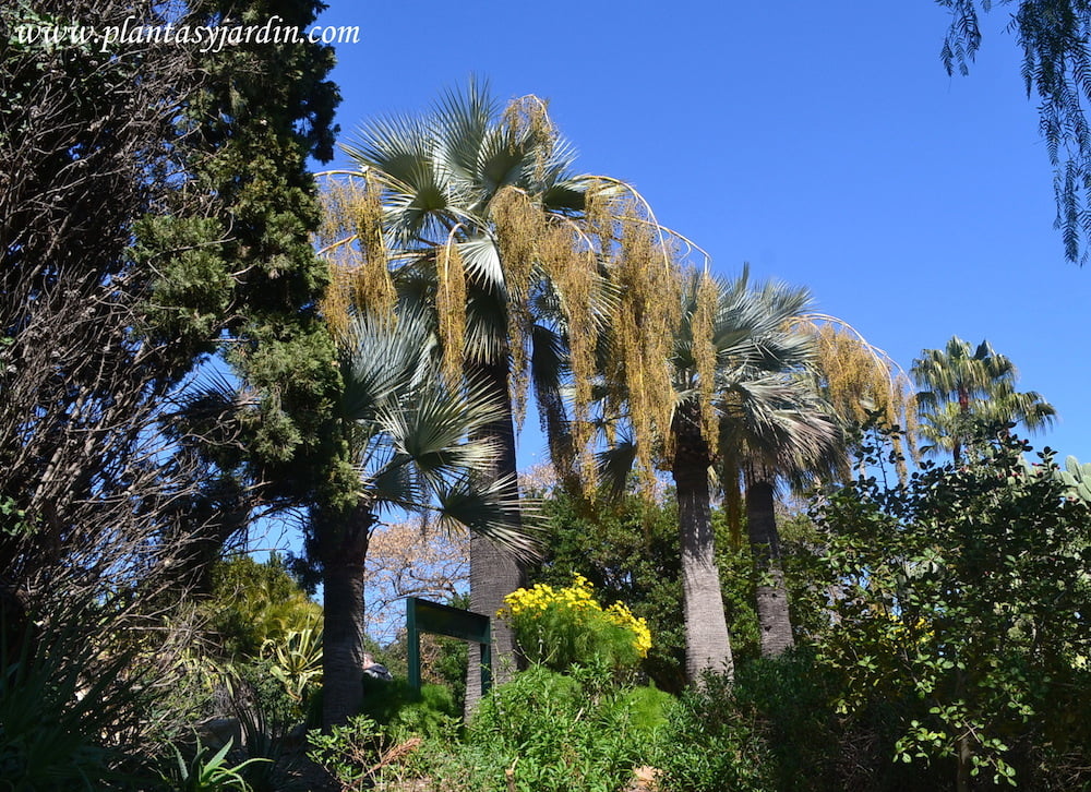 Brahea armata, la palmera azul plantadas en grupo en el Jardin de Marimurtra en Blanes junto al mar mediterraneo