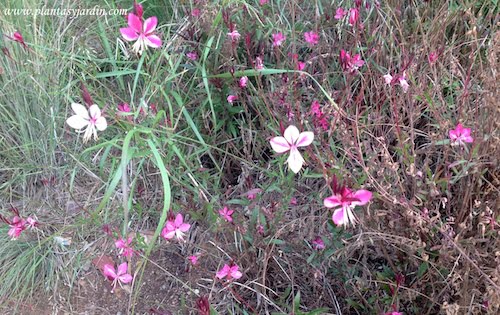 Gauras en flor a finales del otoño