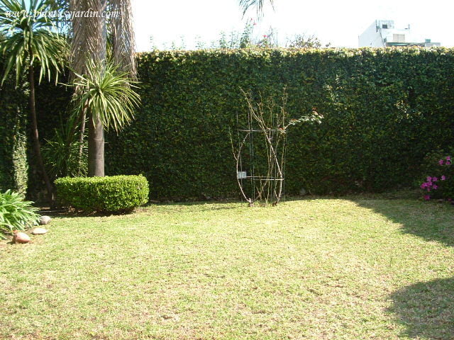 Medianeras del jardín cubierta con Enamorada del muro o Ficus trepador o higuera