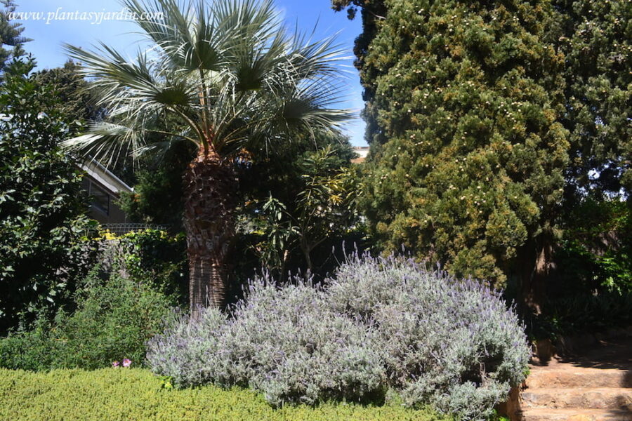 Lavandas y Ciprés mediterráneo en el Jardín de Marimurtra en Blanes, la costa Brava de Catalunya
