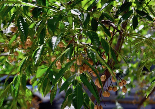 Melia azedarach hojas alternas, bipinnadas e imparipinnadas