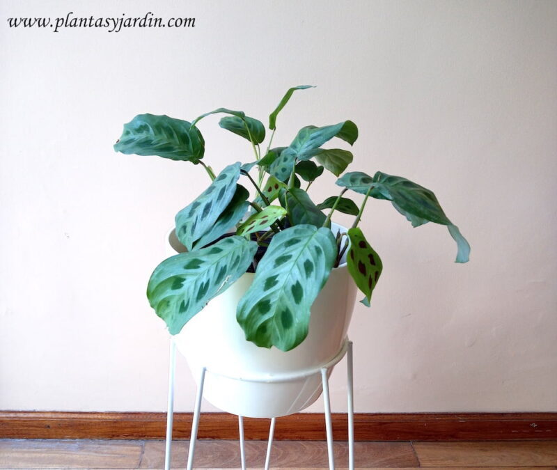 Marantha leuconera Kerchoviana