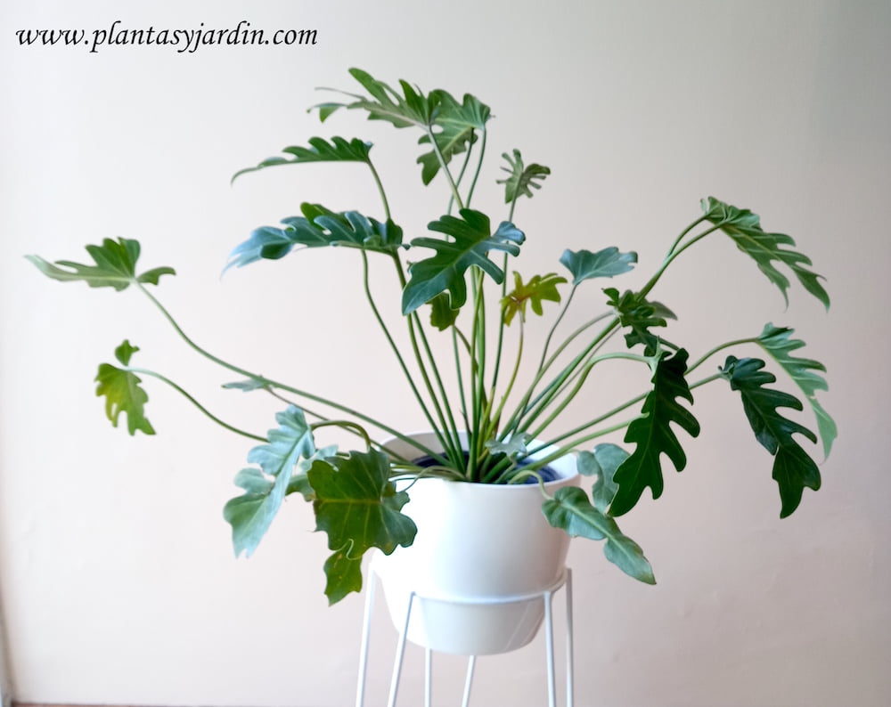 Philodendron xanadu