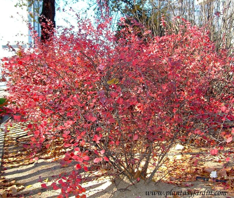 Berberis-thumbergii-color-otoñal