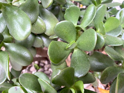 Crassula ovata, árbol de jade