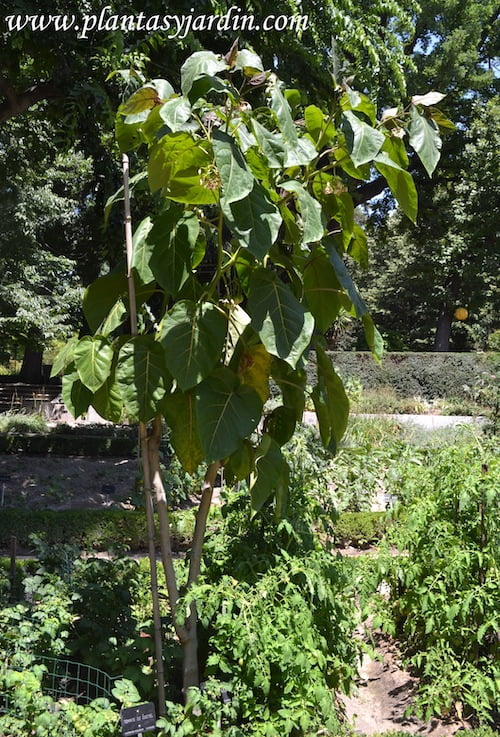 Cyphomandra betacea-Tomate de árbol en el huerto, verano