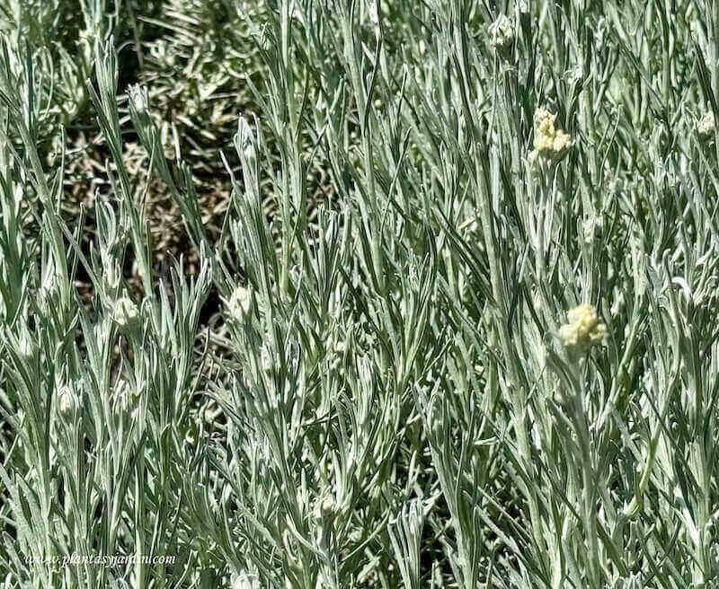 Helichrysum Italicum Curry, detalle del follaje
