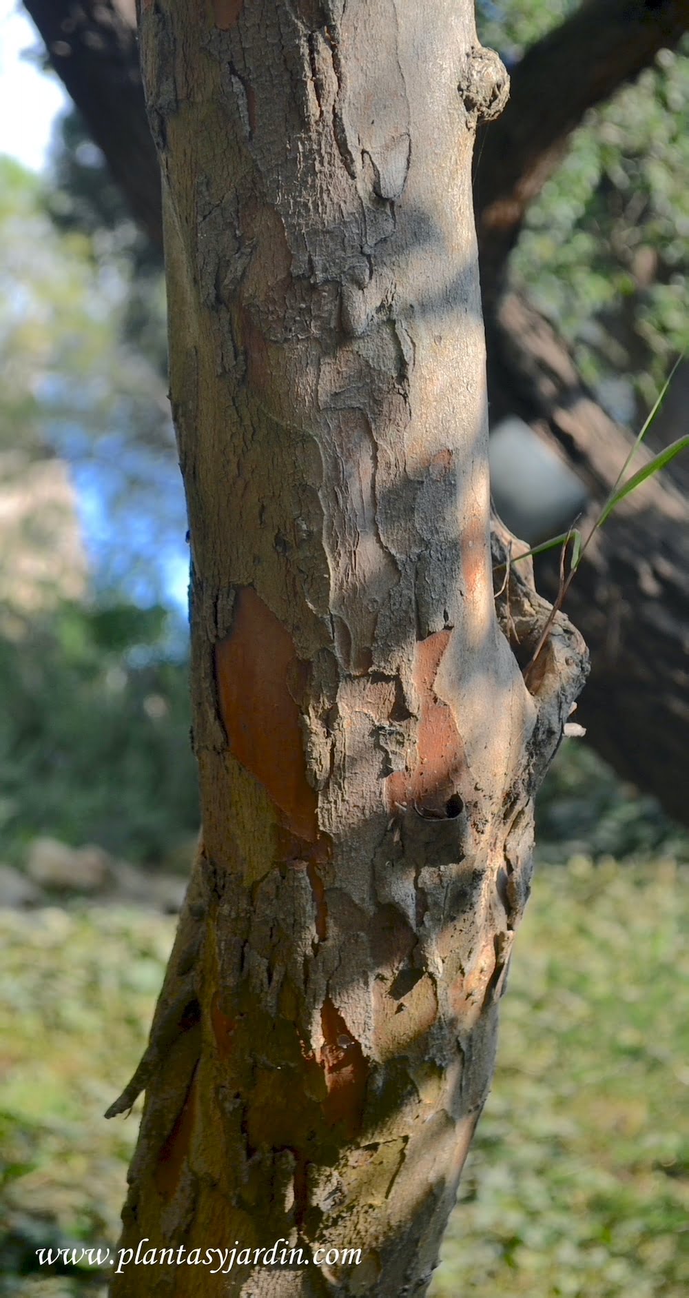 Myrtus communis corteza