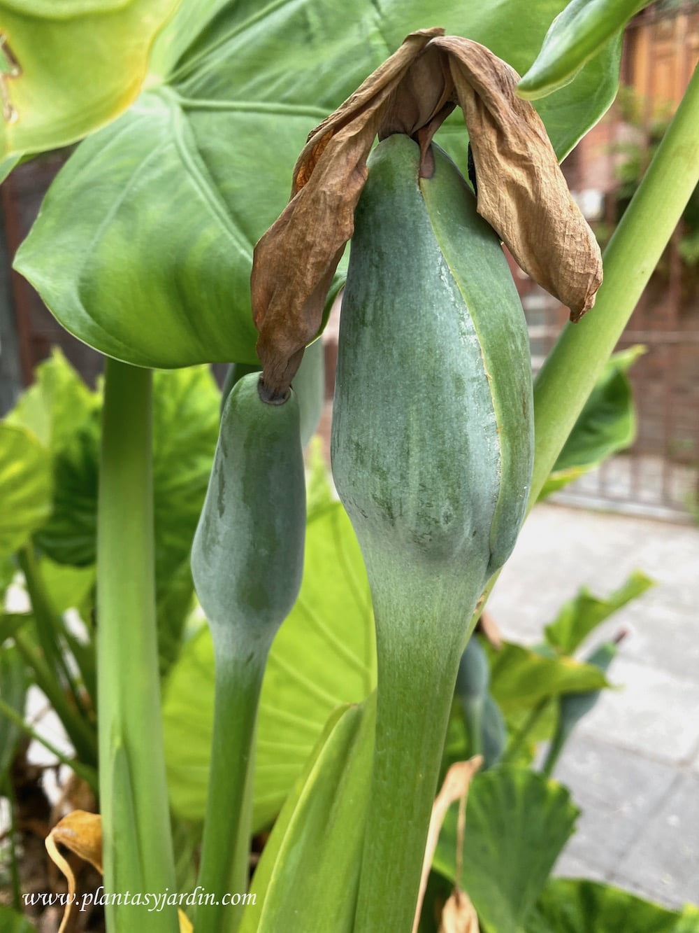 espata de la Alocasia