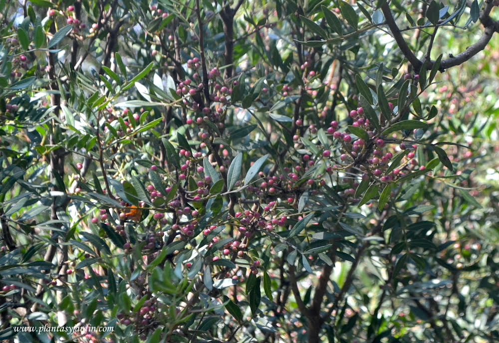 Pistacia lentiscus-fruto rojo en otoño