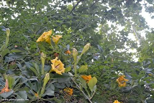 Solandra maxima en flor