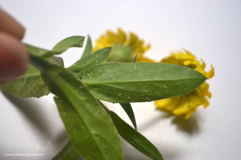 Trips en el envés de la hoja